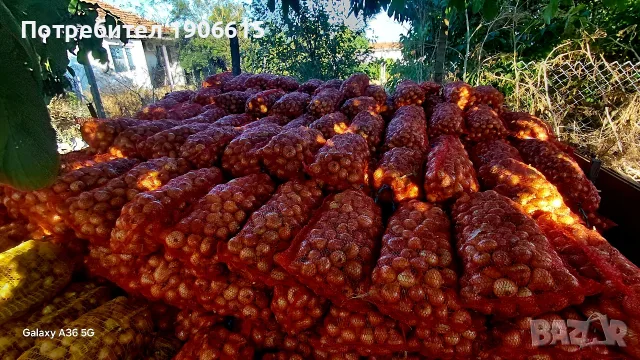 Лук и балучка сорт Лясковски 58 , снимка 2 - Други стоки за дома - 55578095