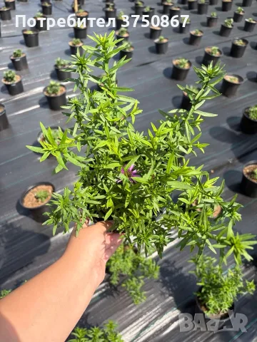 🩷🌿🩷 Астра Calypso (Callistephus chinensis 'Calypso') - кълбовидна астра , снимка 2 - Градински цветя и растения - 55345219