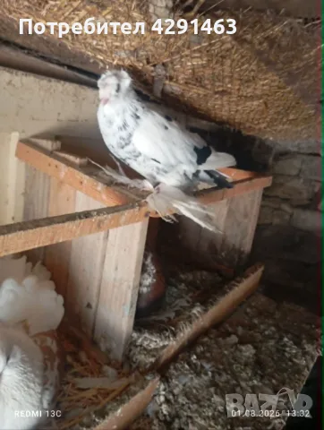 Продавам гълъби демкежи, снимка 7 - Гълъби - 55515466