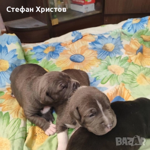 Американско були стандарт, снимка 2 - Питбул - 54721919