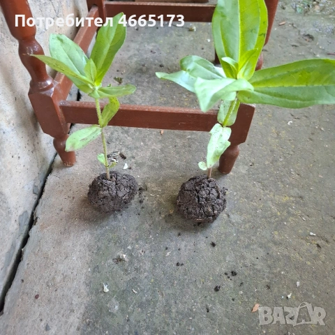 Градинска Циния, снимка 7 - Градински цветя и растения - 54724450