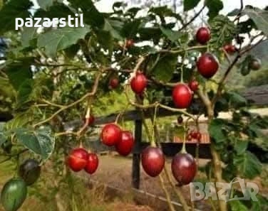 ДОМАТЕНО ДЪРВО (Тамарило), снимка 3 - Градински цветя и растения - 54786963