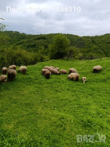 Овце 3 бр. по избор, снимка 2 - Овце - 54385871