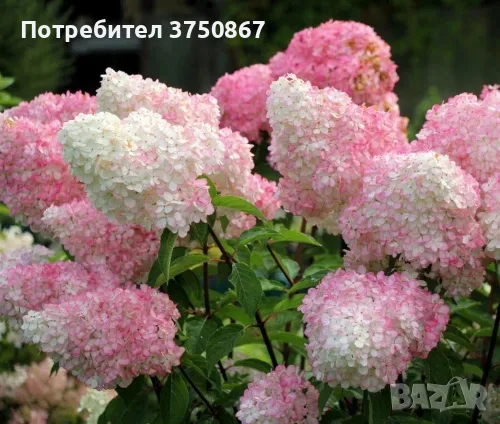 🌿🩷 Hydrangea paniculata 'Vanille Fraise' 🩷🌿🩷 Хортензия метличеста „Vanille Fraise“