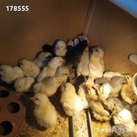 Пиленца Араукана сини и зелени яйца !!!, снимка 3 - Кокошки и пуйки - 54308916