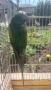 Розовогърд александър 🦜 Китайски Алексанри , снимка 8