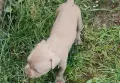 Питбул чета блу нос женско последно, снимка 1