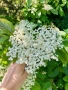 Песто,Мащерка,Бял Бъз,Самардала,Лапад,Коприва,Розмарин,Иглика,Дива Ягода, снимка 10