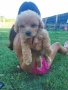 Малтипу/Maltipoo, снимка 4