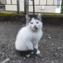 Котета търсят дом, снимка 13