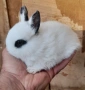 Продавам декоративни зайчета, снимка 1