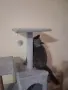 Британска женска котка, снимка 8