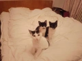 подарявам малки котенца, снимка 1