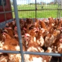Продават се кокошки носачки , снимка 2