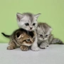 🐾 Шотландски клепоухи (Scottish Fold) и британски (British Shorthair) котенца, снимка 1