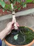 Бонсай заготовка бяла Бреза , снимка 7