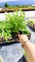 Потентила, Potentilla fruticosa 'Daydawn', студоустойчива и многогодишна, снимка 10