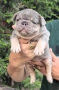 Френски булдог/French Bulldog , снимка 3