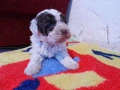Бебета Лагото Романьоло / Lagotto Romagnolo, снимка 15