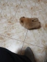 Mini Pomeran, снимка 7
