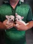 Продавам мини чихуахуа , снимка 3