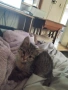 Подарявам котета , снимка 7
