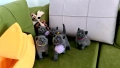Британска късокосместа котка / British shorthair cat, снимка 1