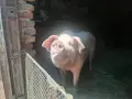 🐷 Продавам бели прасета (прасенца) 🐖 гр. Кнежа - 1 свободно, снимка 5