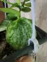 Хоя AFF. Biakensis, снимка 1