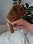 Той Пудел Poodle toi , снимка 4