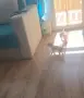 Чихуахуа момичета!, снимка 3