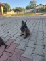 Белгийска овчарка, снимка 6