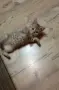 Британско коте таби, снимка 17