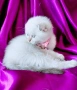 Скоттиш Фолд със сини очи , снимка 8