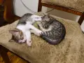 Подаряват се котенца, снимка 3