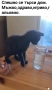 Мъжко котенце, снимка 3