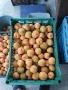 Продавам кайсии за компот , снимка 3