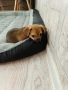 Чихуахуа момче на 2 мес., снимка 5