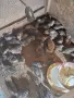 Продавам пъдпъдъци , снимка 2