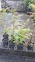 Продавам декоративен храст Сорбария (Sorbaria), снимка 4