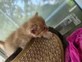 4 малки котенца, снимка 11