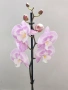 Орхидеи Фаленопсис, снимка 5