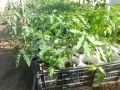 Продавам пикиран разсад домати, снимка 3