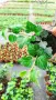 Обикновен бръшлян (hedera helix), студоустойчив, снимка 5