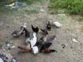 Ярки, гъски, патки, снимка 1