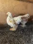 Мини Кохин и джинки, снимка 1