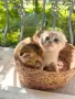 🐾 Чистокръвни котенца Scottish Fold / Scottish Straight – Golden & Silver 🐾, снимка 4