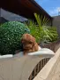 Пудел мини mini poodle, снимка 1