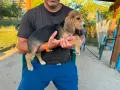 Бигълчета родени юни месец, снимка 2