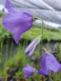 Campanula persicifolia (Кампанула), снимка 3